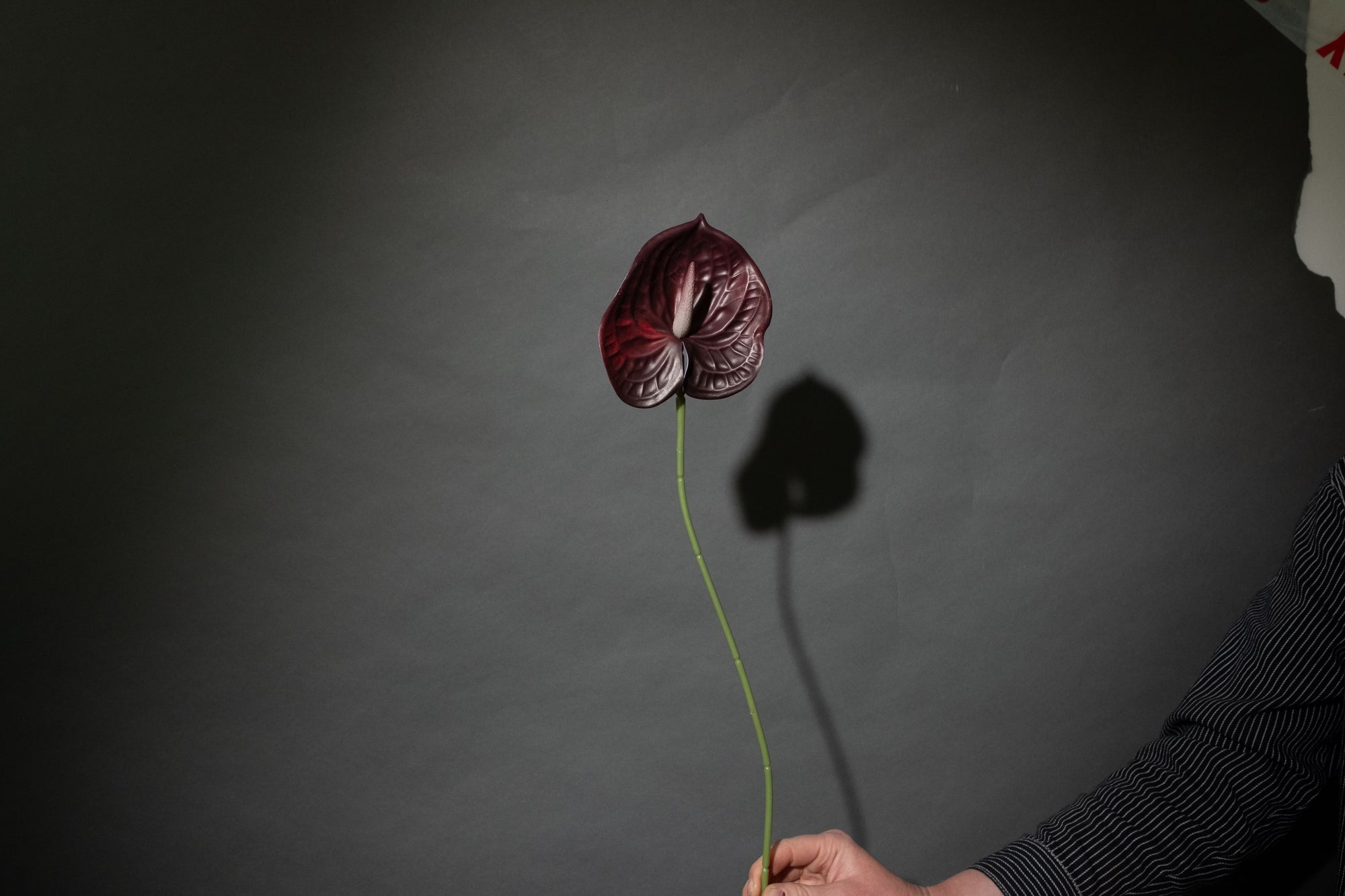 Schwarz Anthurium Blume