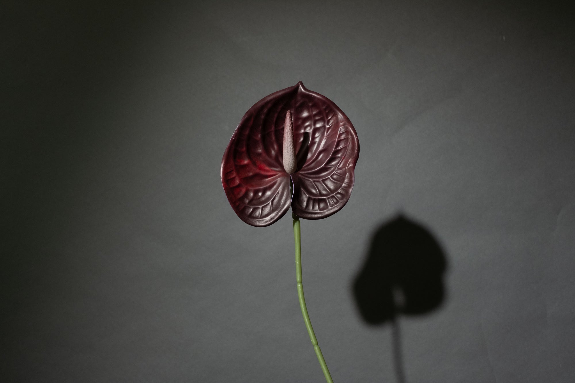 Schwarz Anthurium Blume