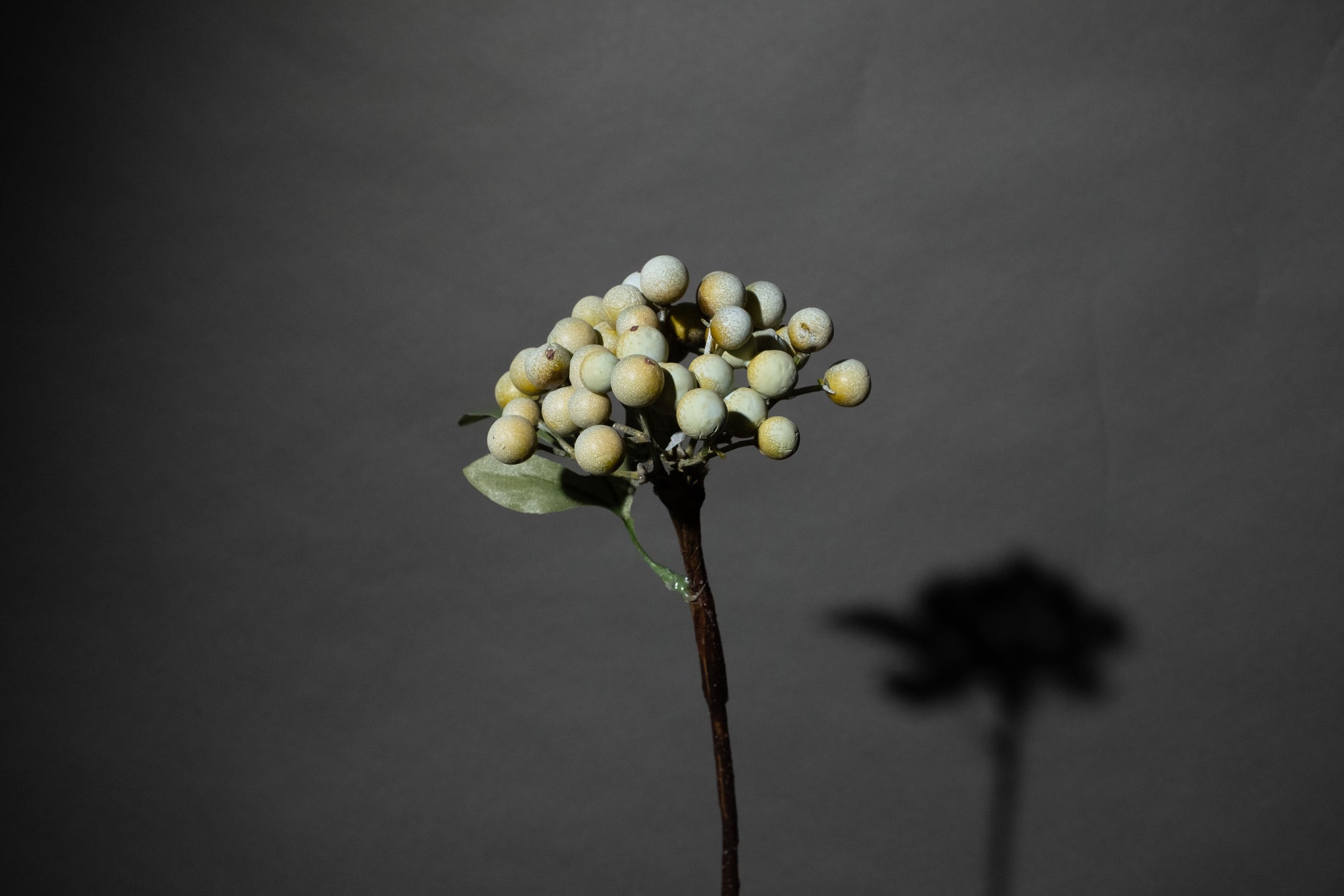 Grüner kleiner Beerenzweig