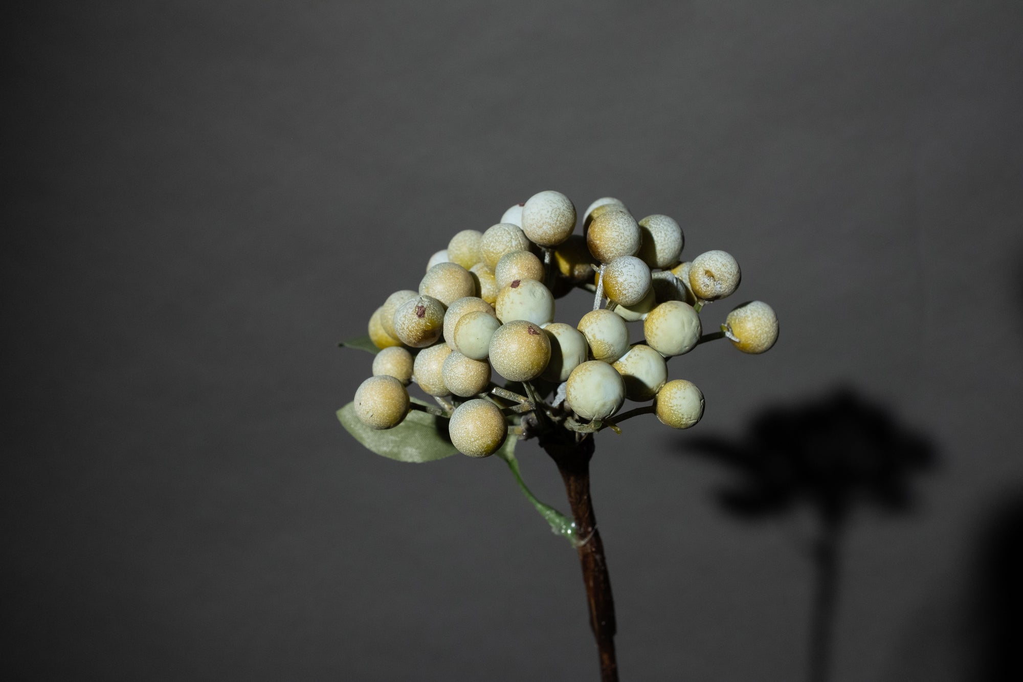 Grüner kleiner Beerenzweig
