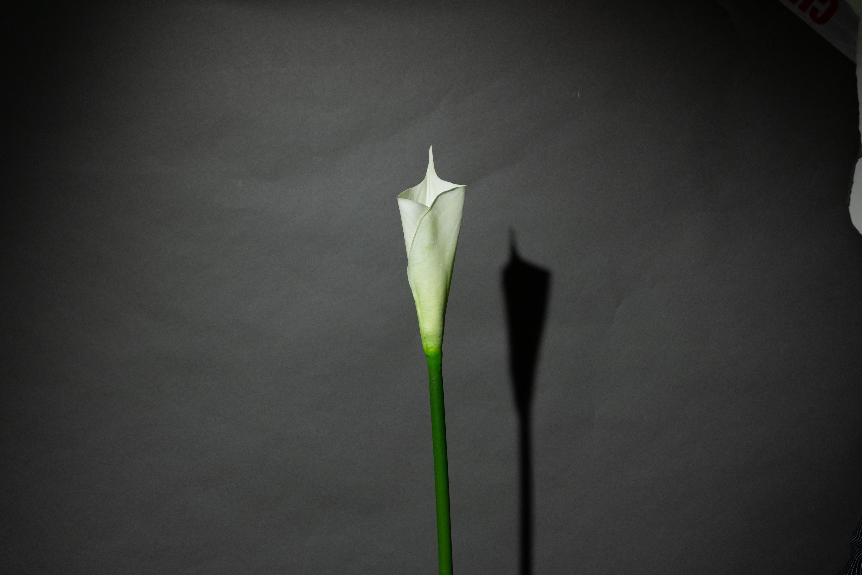 Weiße Calla Lilie