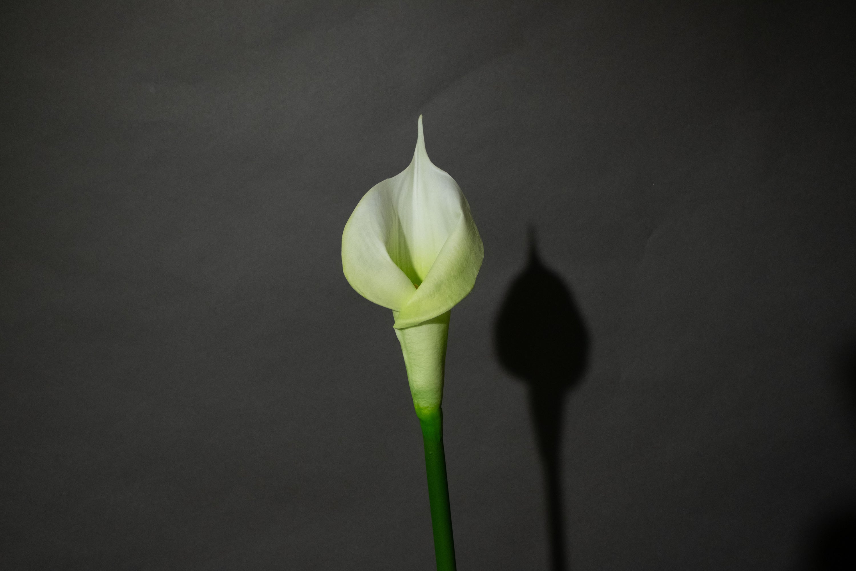 Weiße Calla Lilie