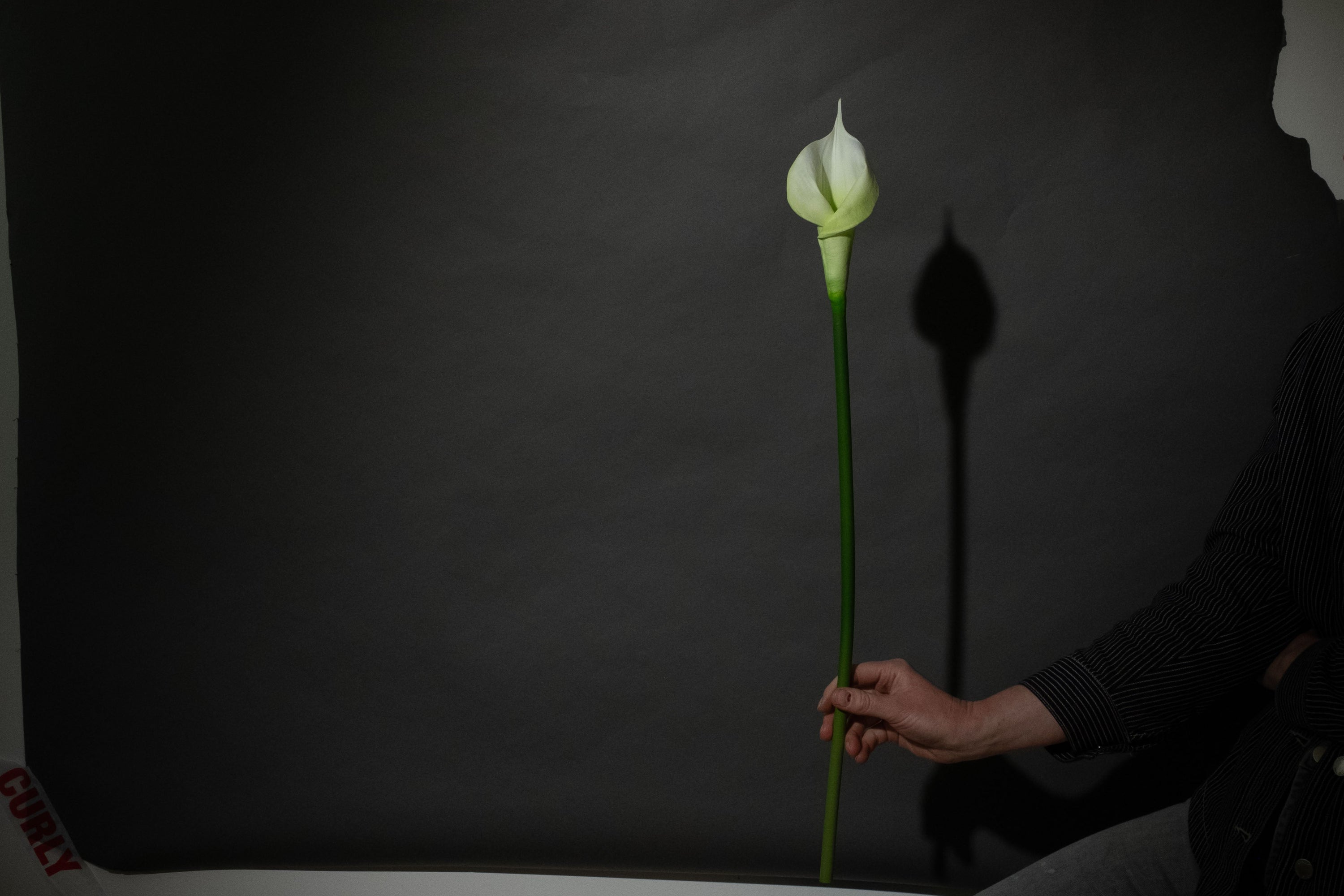Weiße Calla Lilie