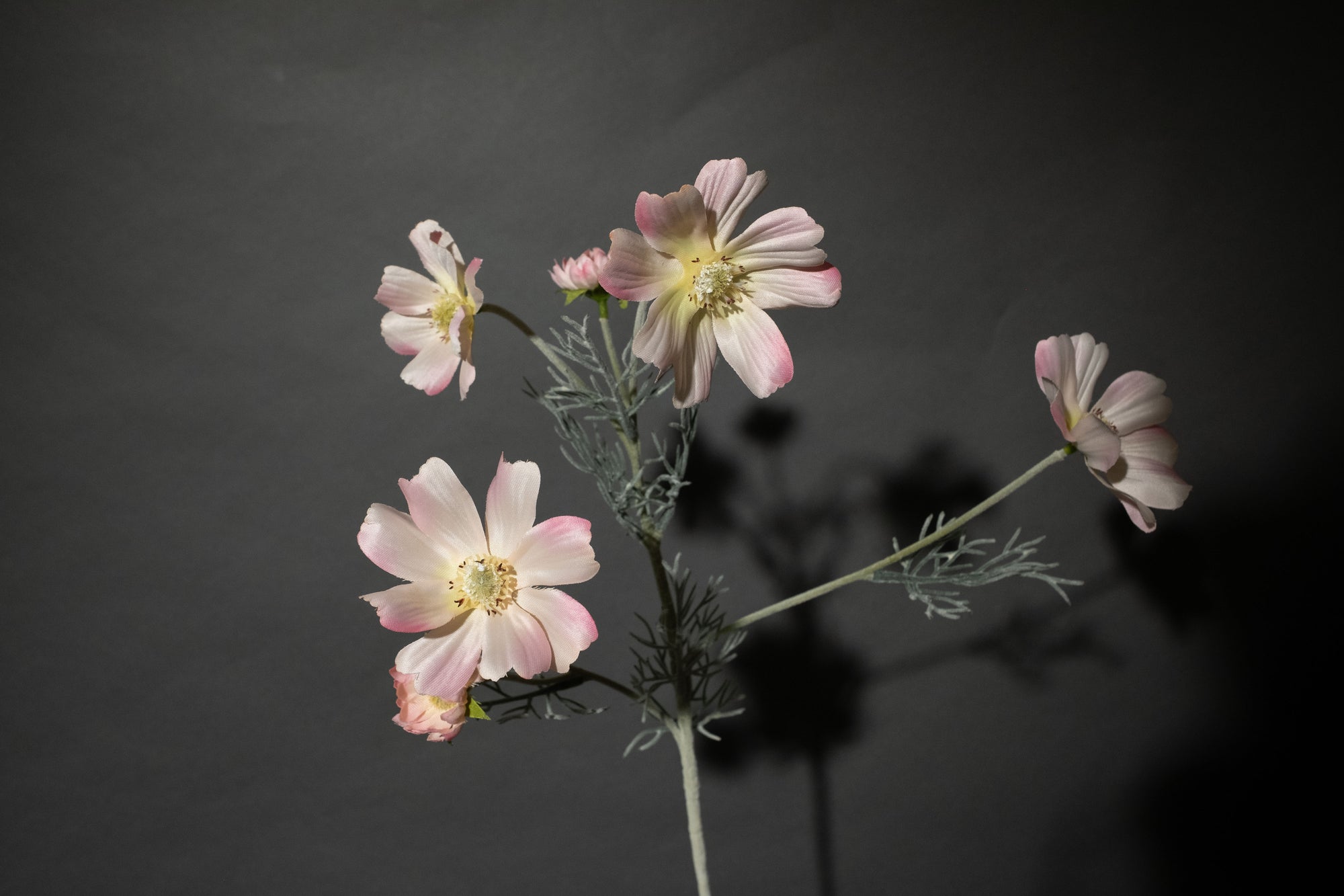 Hellrosa Cosmea Blume