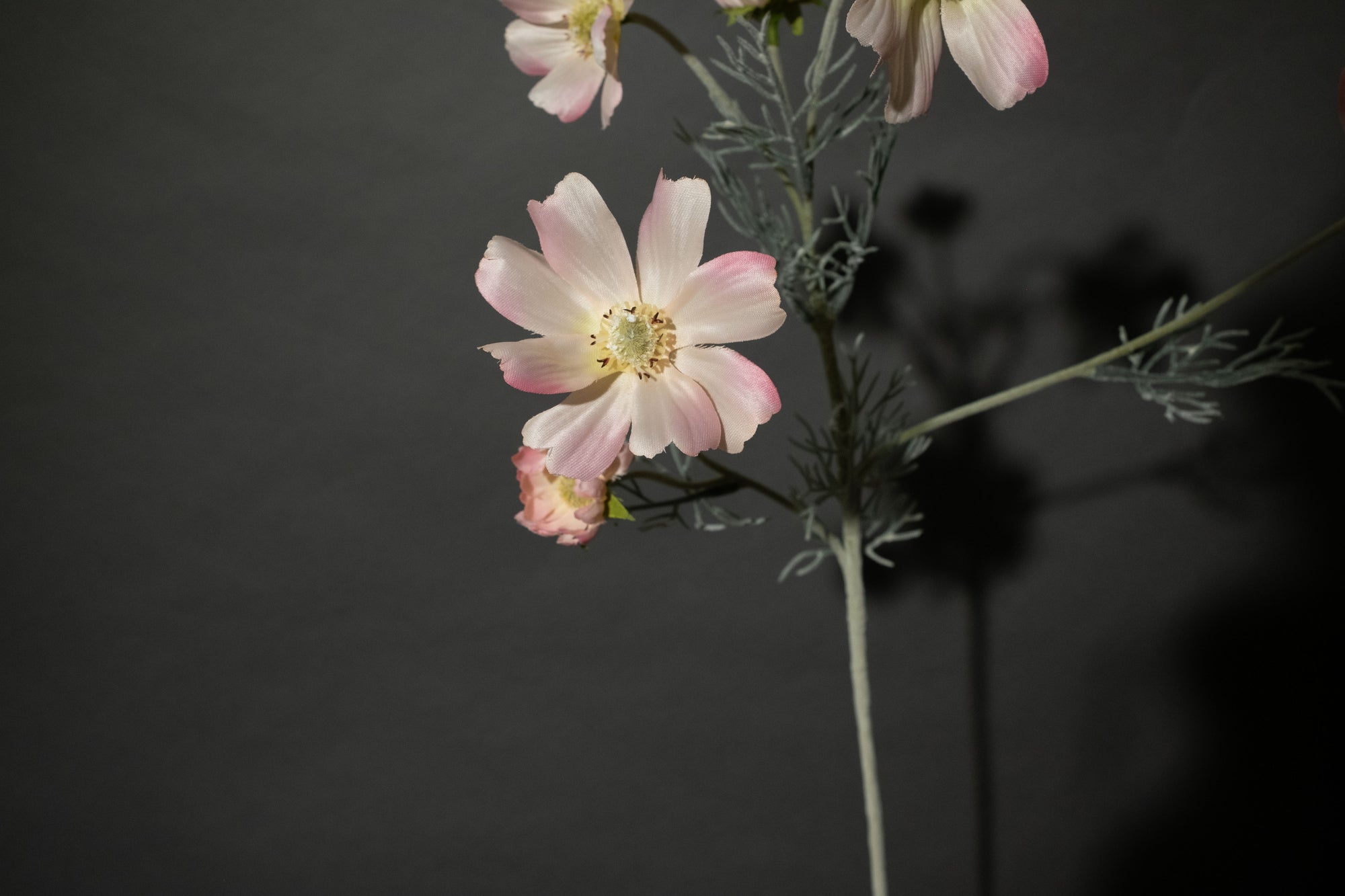Hellrosa Cosmea Blume