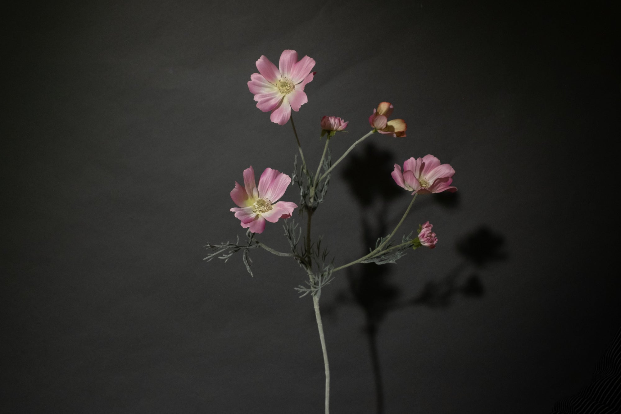 Dunkelrosa Cosmea Blume