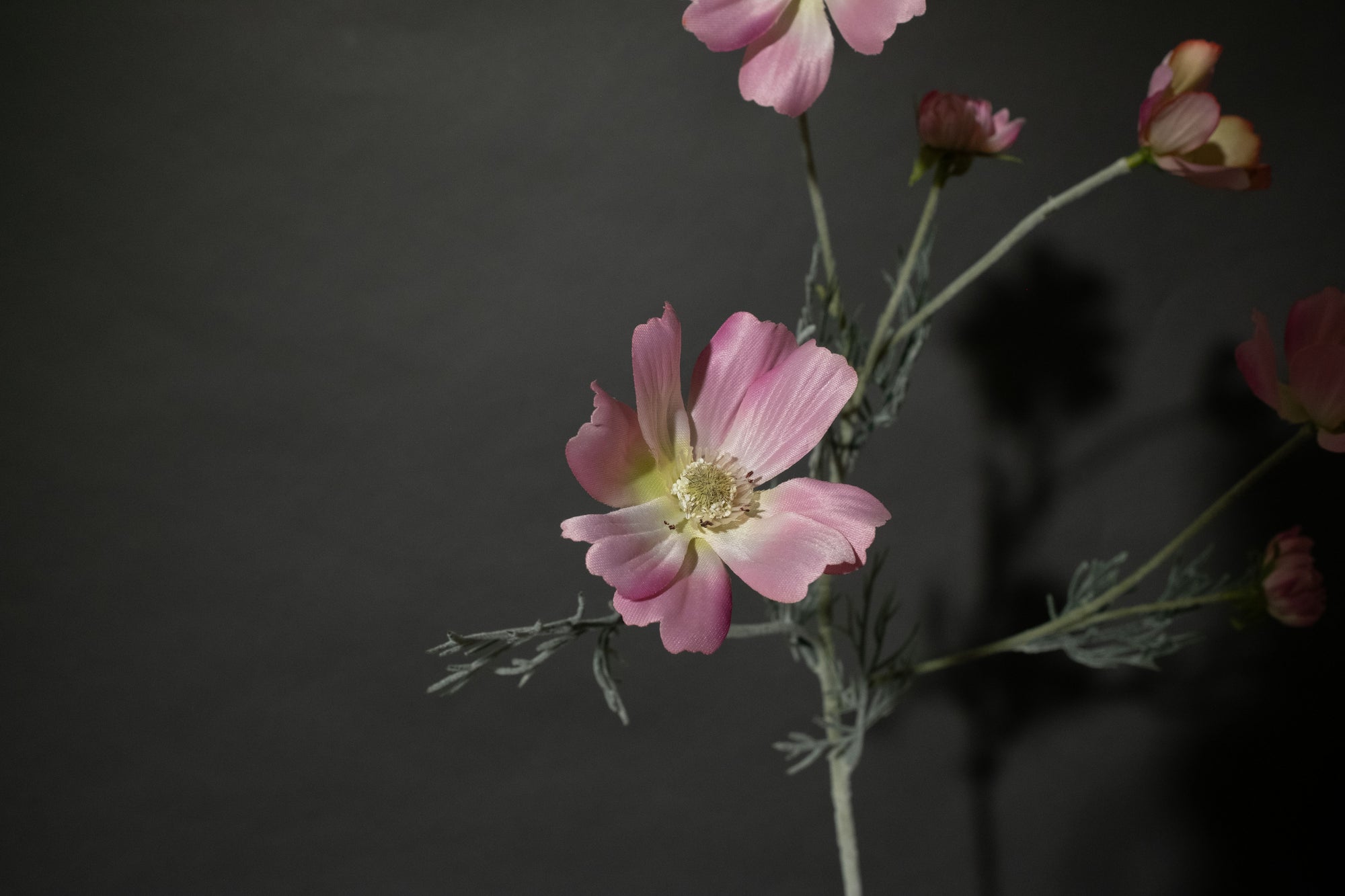 Dunkelrosa Cosmea Blume
