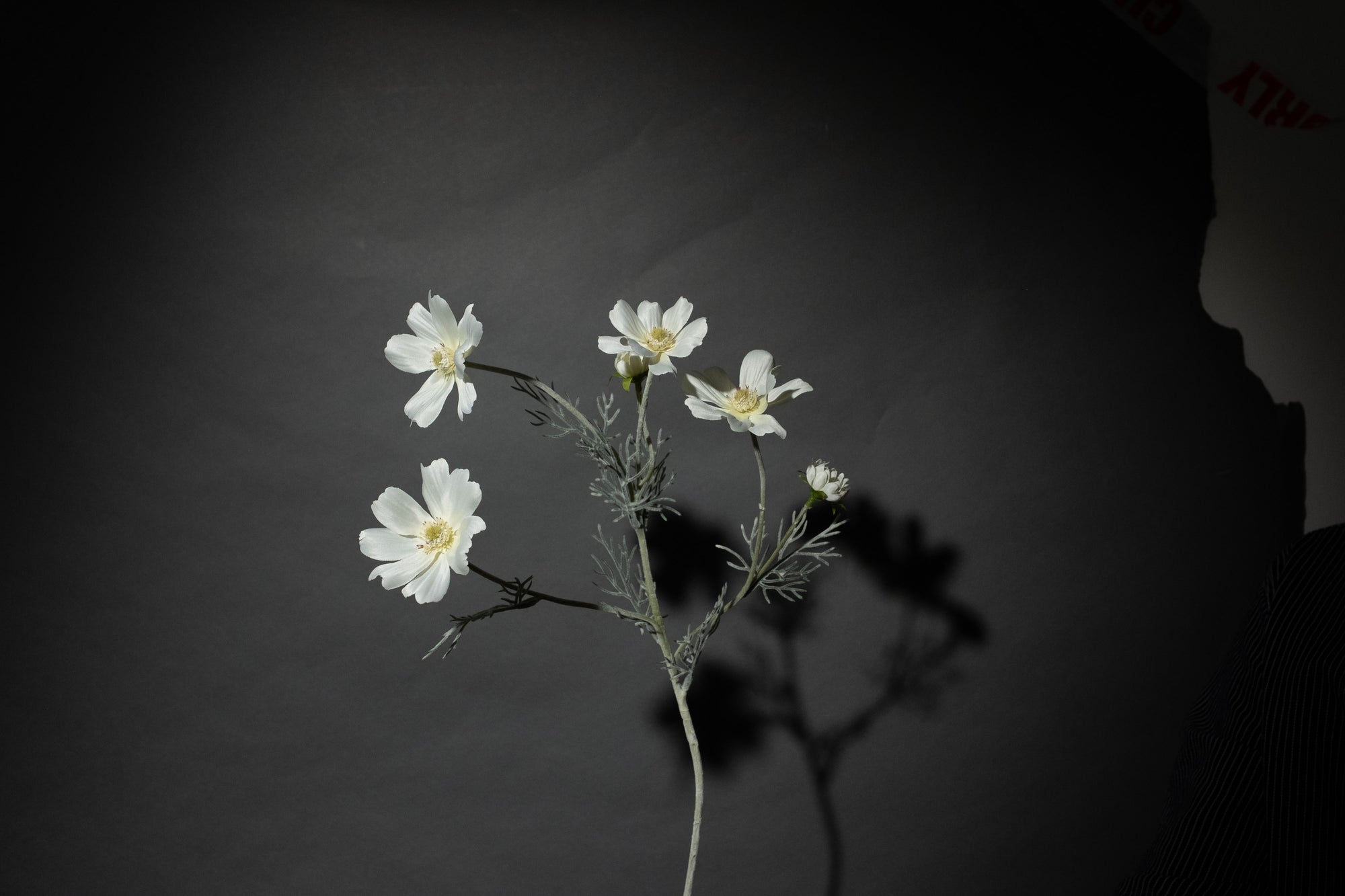 Weiße Cosmea Blume