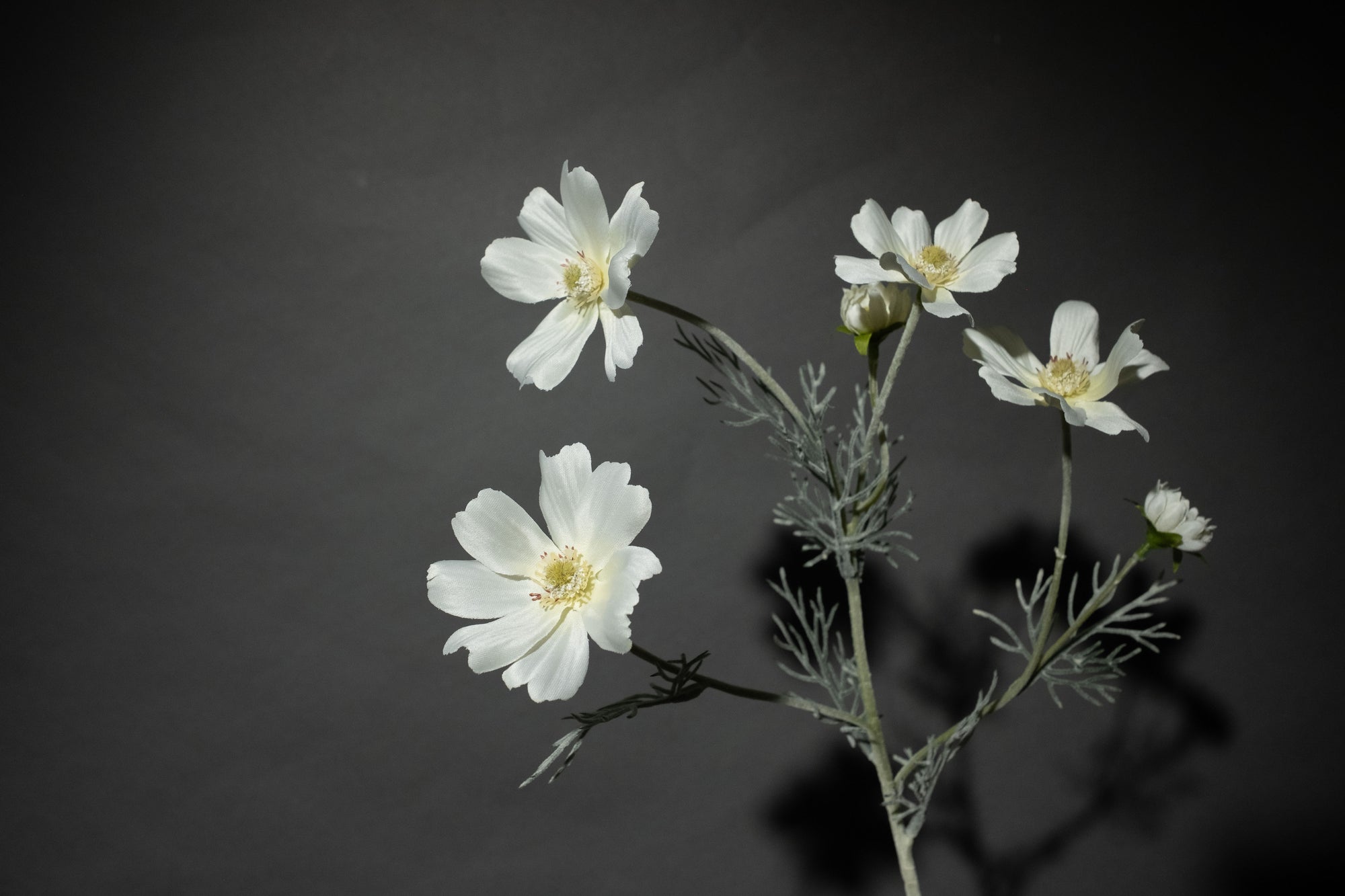 Weiße Cosmea Blume