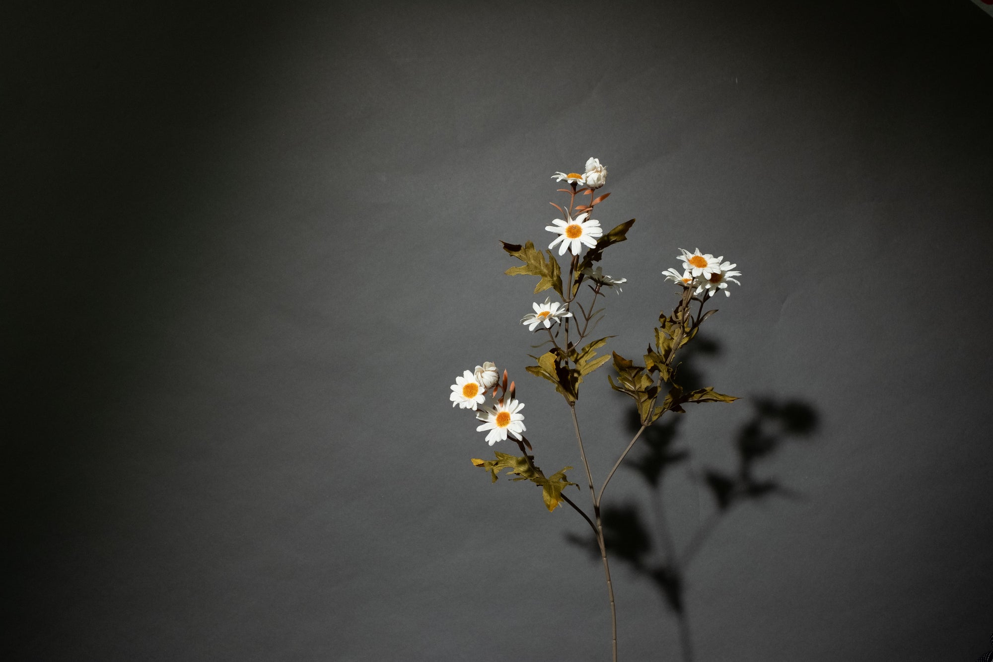 Weiße Gänseblümchen