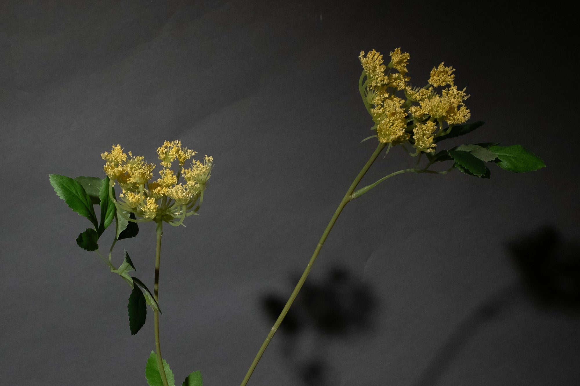 Gelbes Schleierkraut