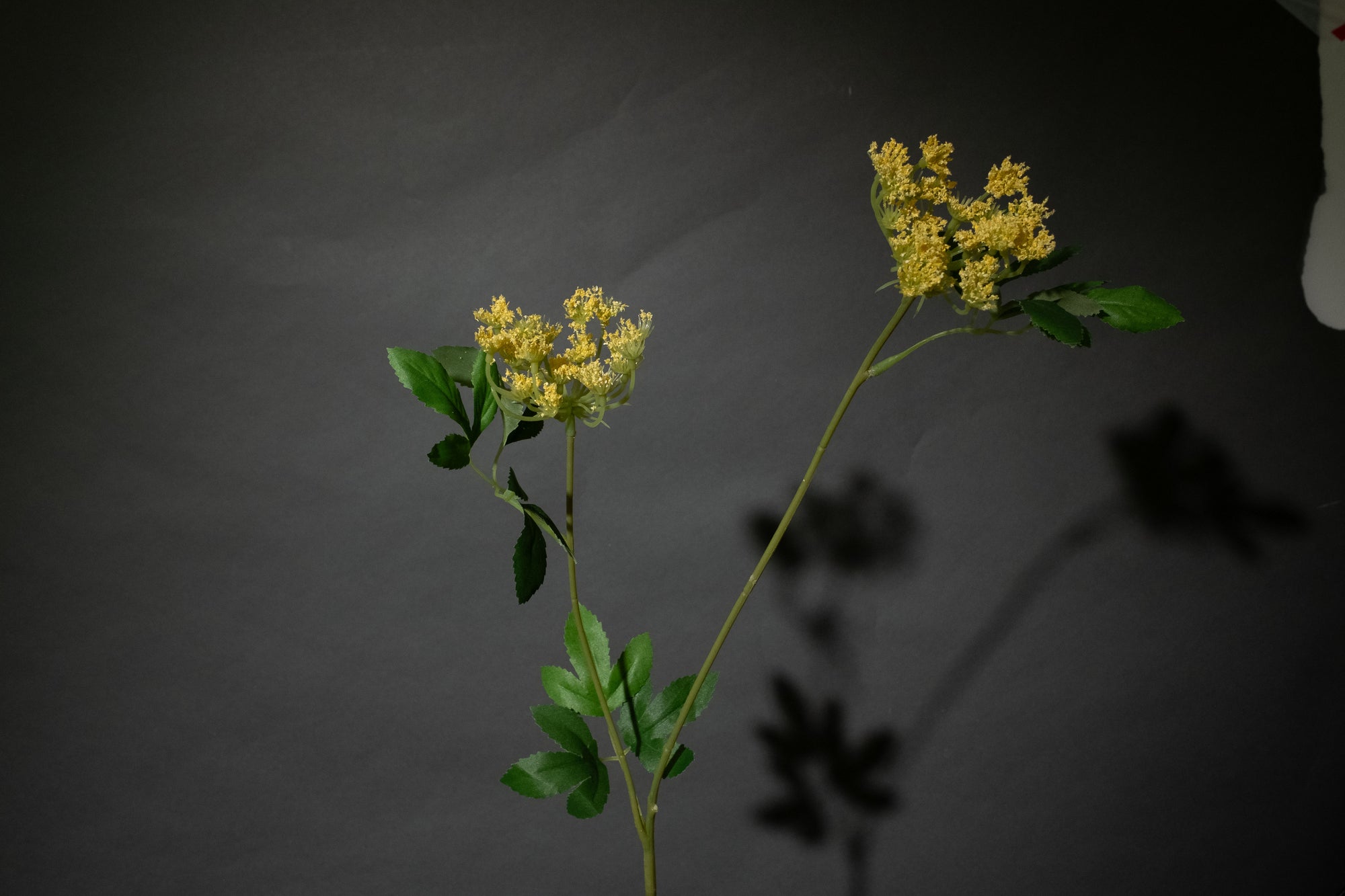 Gelbes Schleierkraut