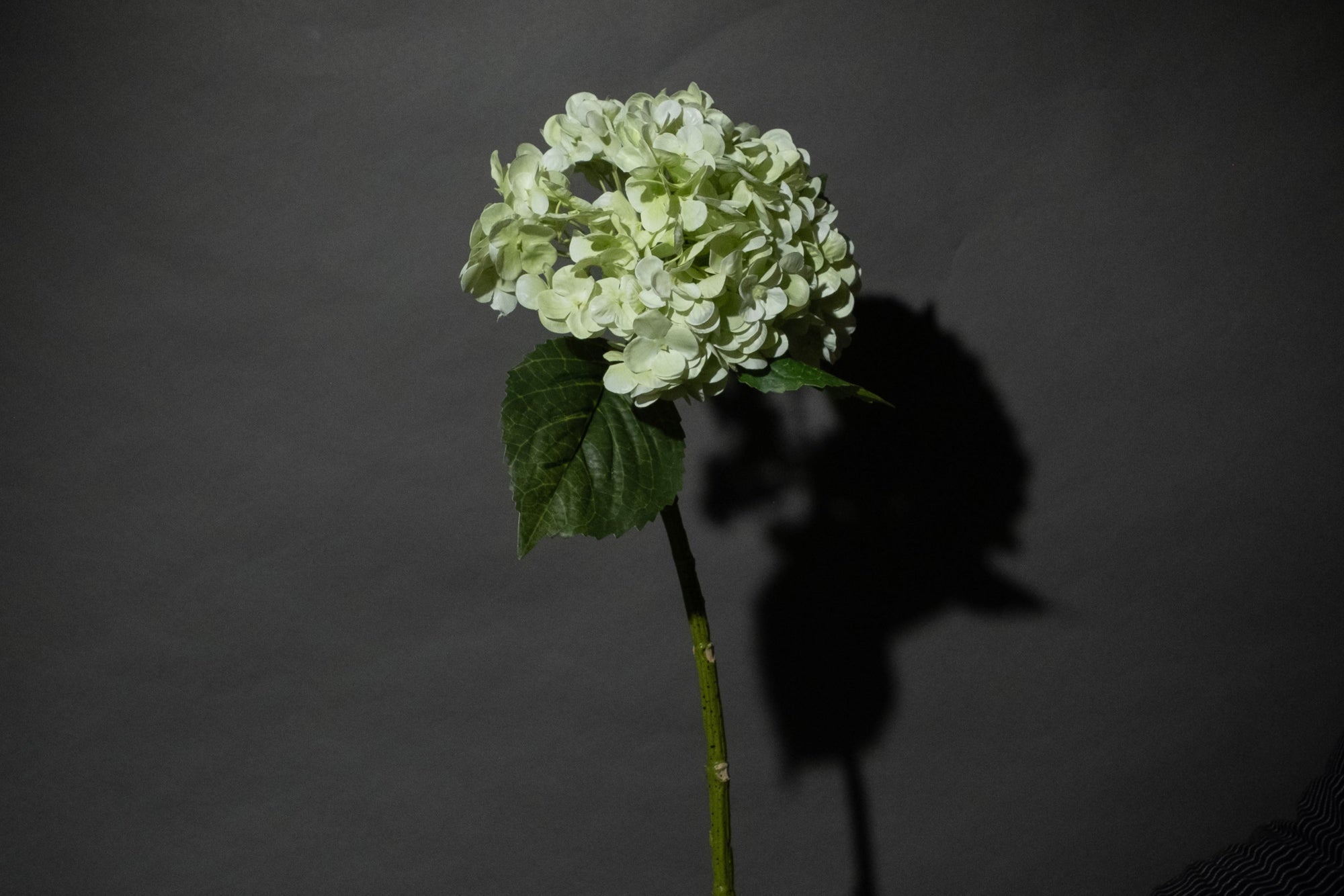 Grüne Hortensien Blume