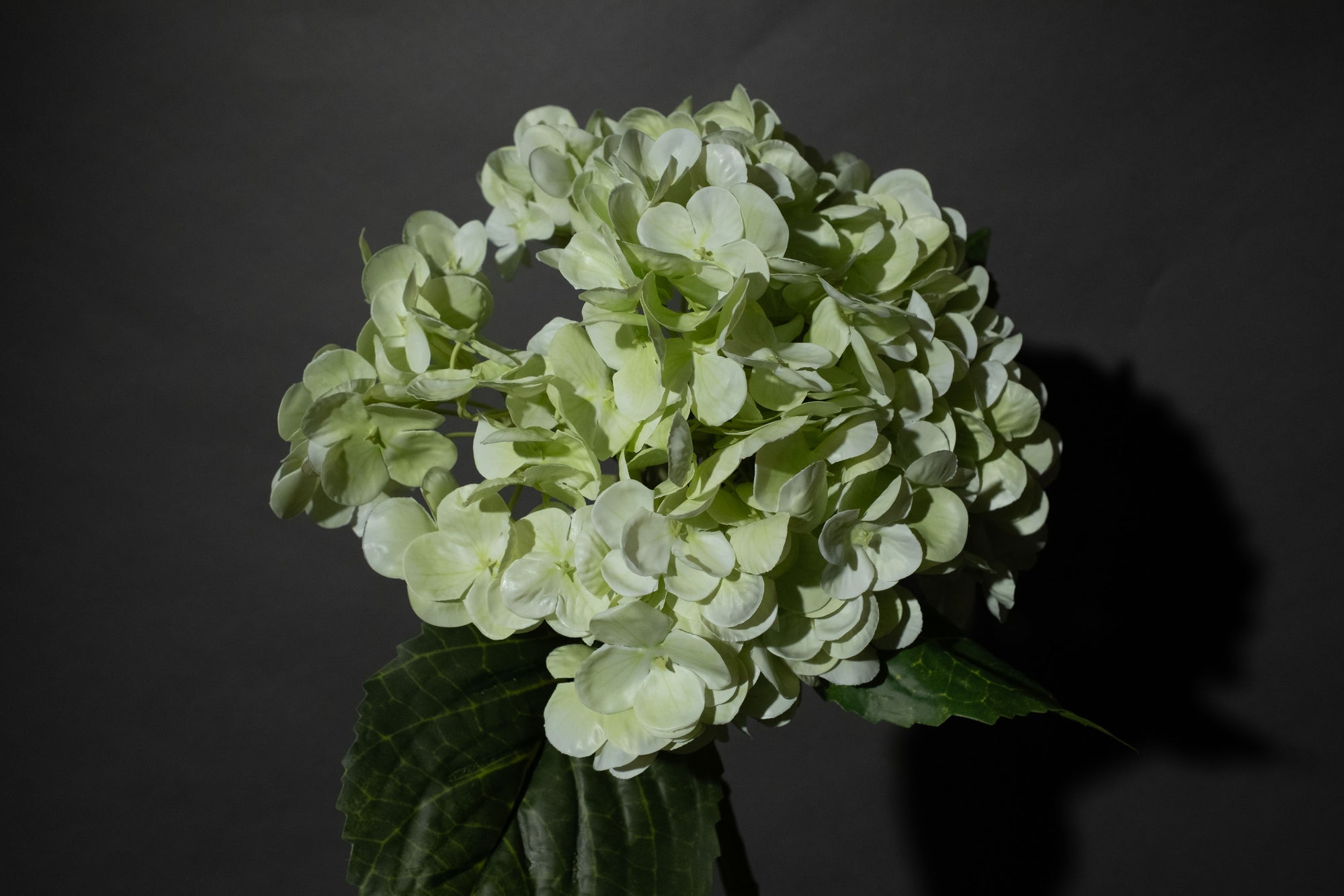 Grüne Hortensien Blume