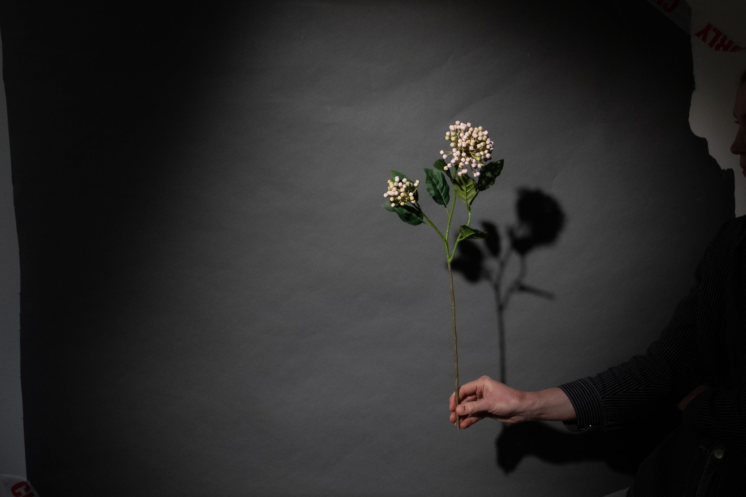 Hellrosa Hortensien-Beerenzweig