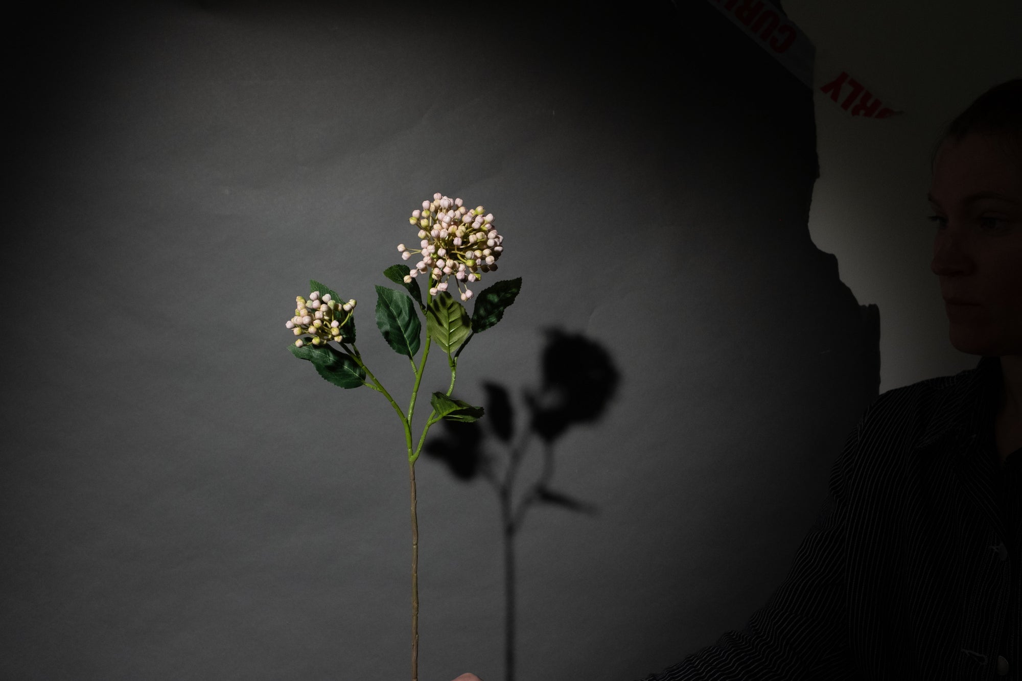 Hellrosa Hortensien-Beerenzweig