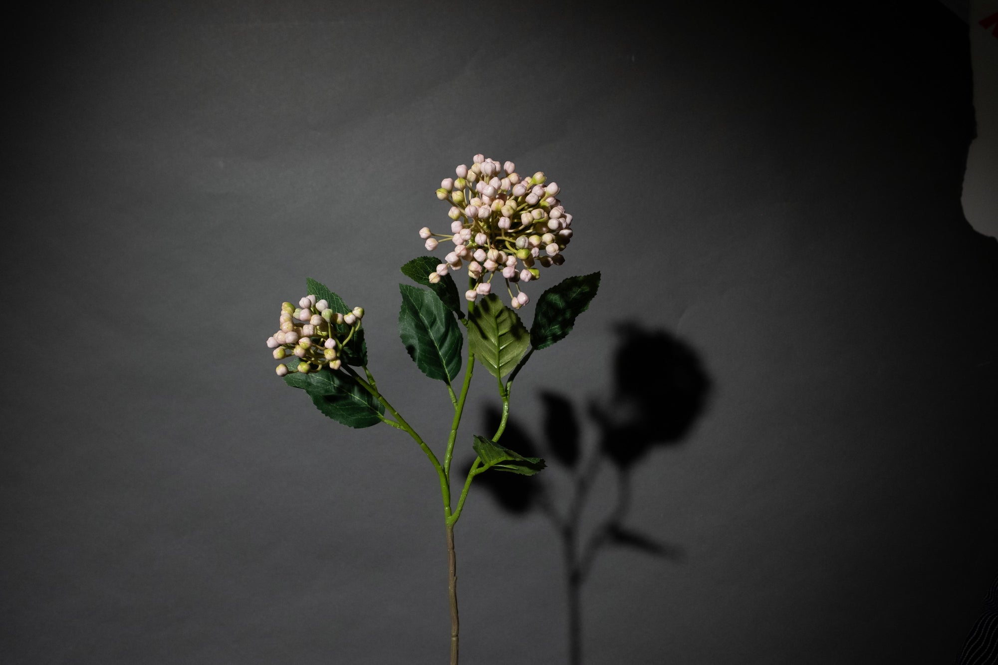 Hellrosa Hortensien-Beerenzweig