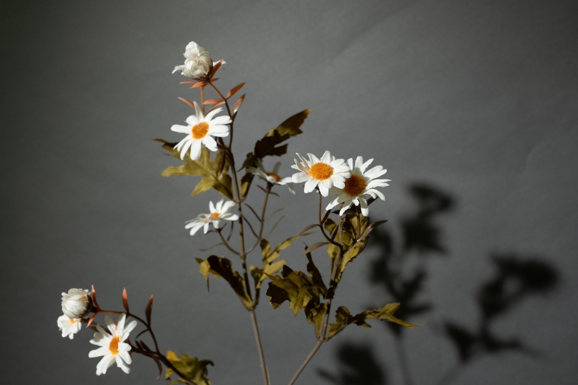 Weiße Gänseblümchen