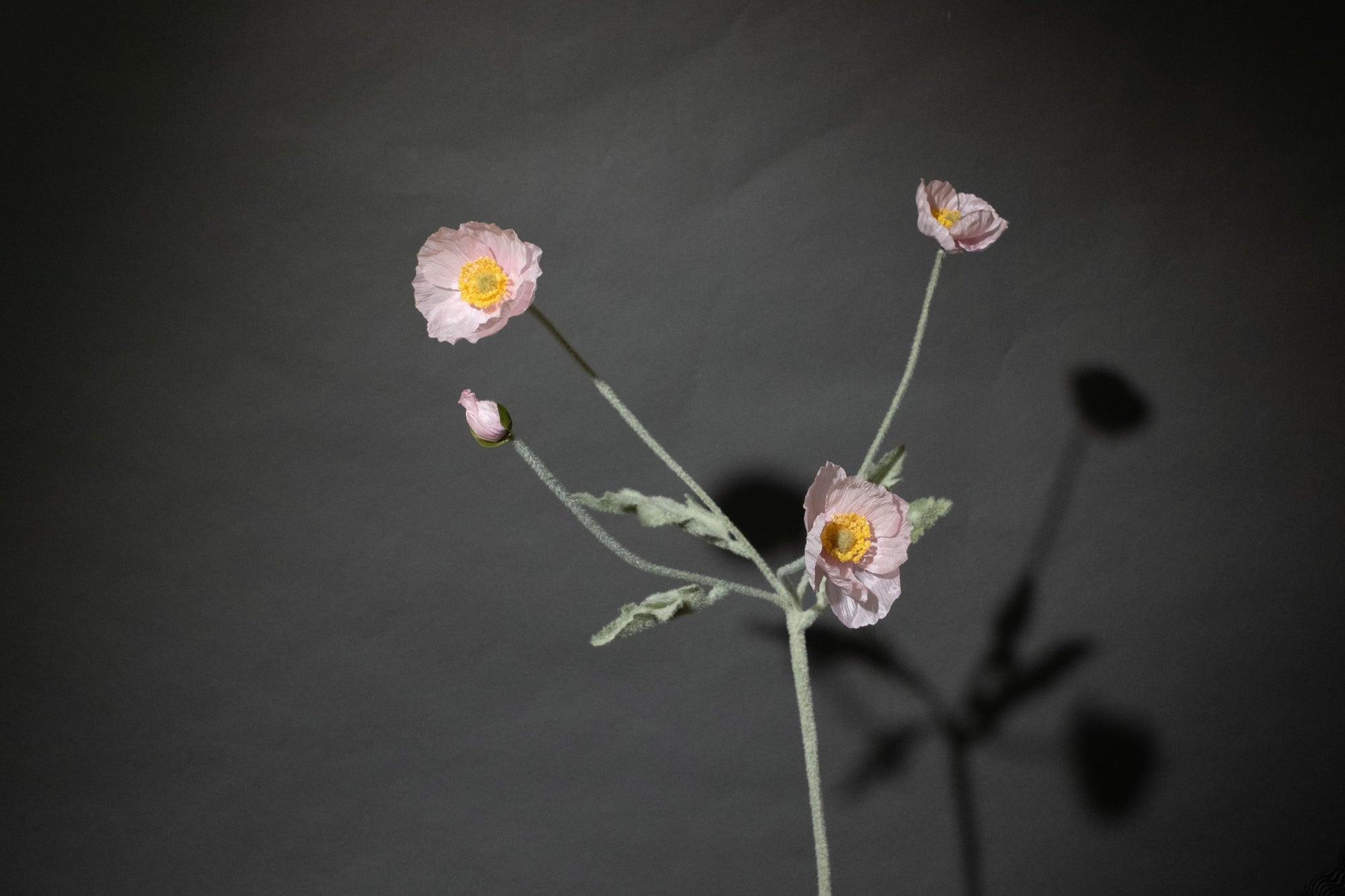 Hellrosa Mohnblume