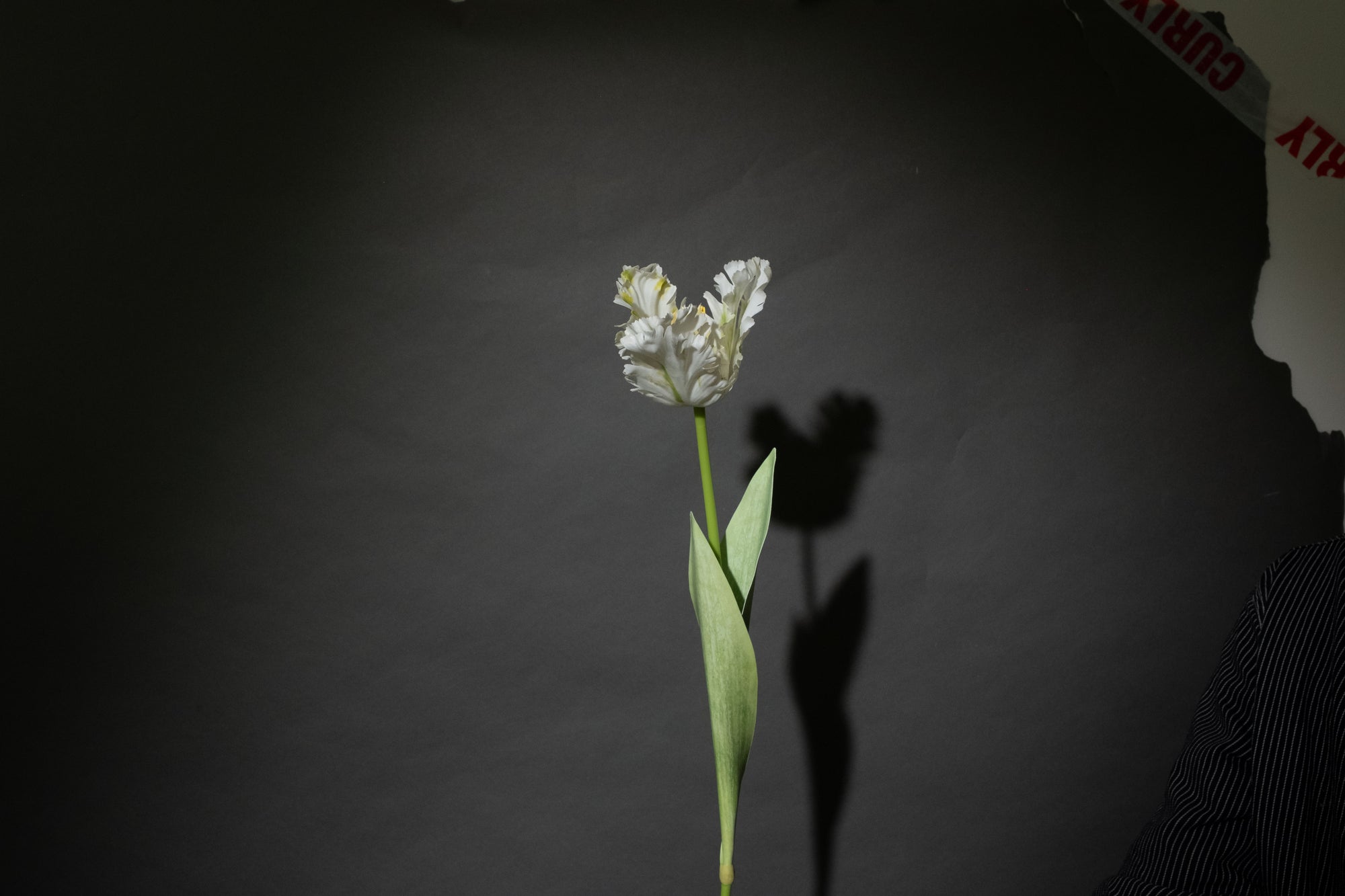 Weiße Papageientulpe