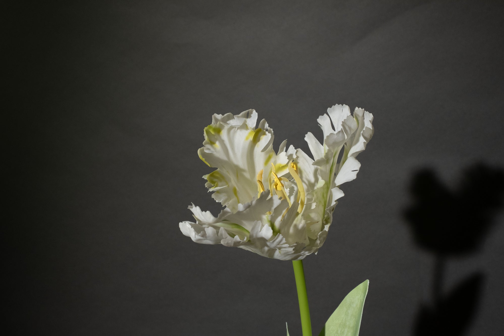 Weiße Papageientulpe