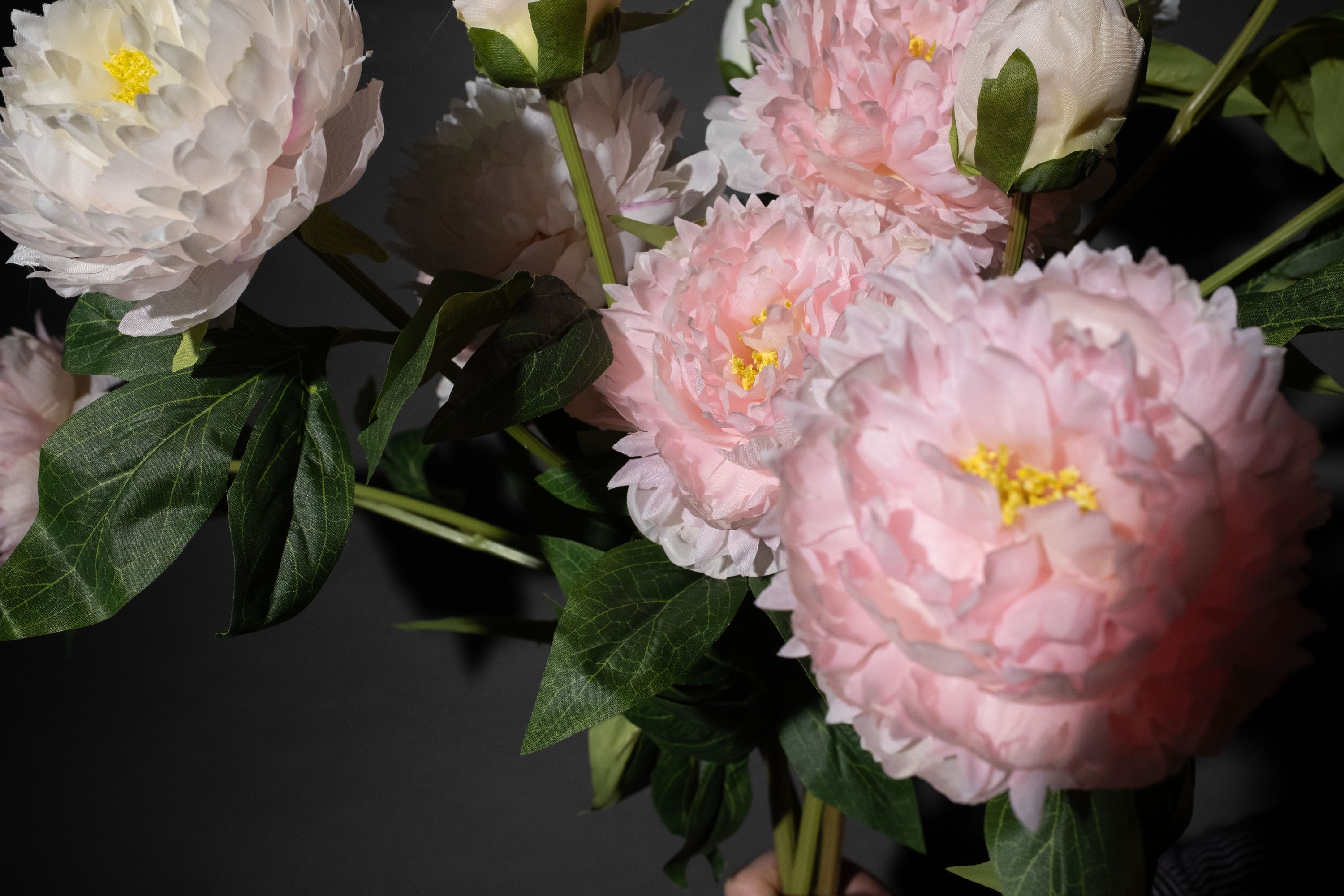 Rosa Pfingstrose mit drei Köpfen