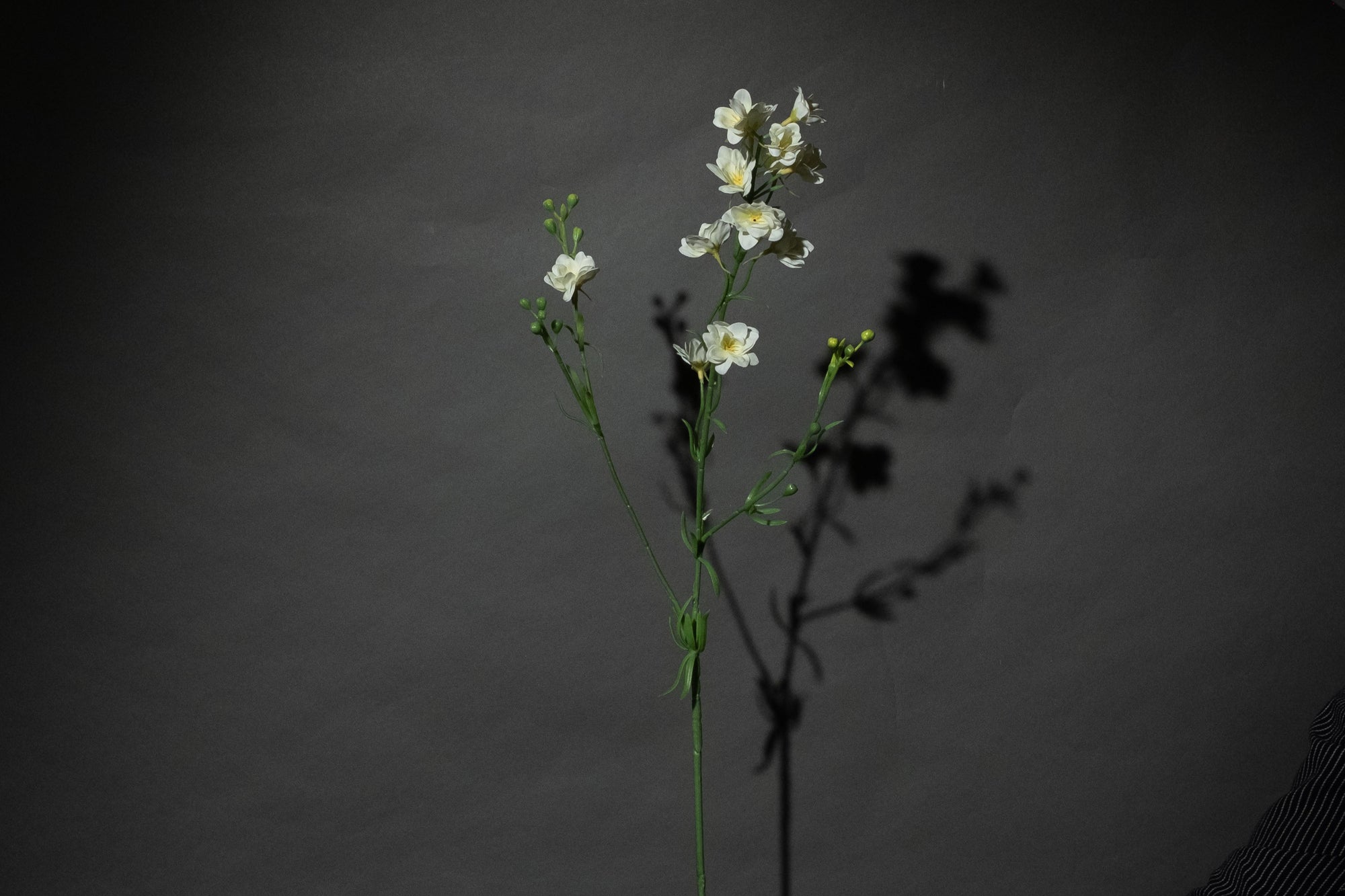 Weißer Sommerrittersporn