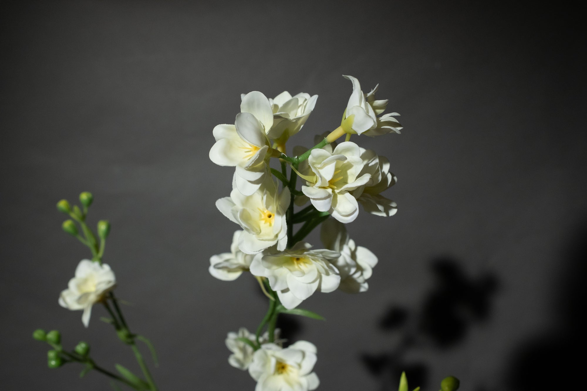 Weißer Sommerrittersporn