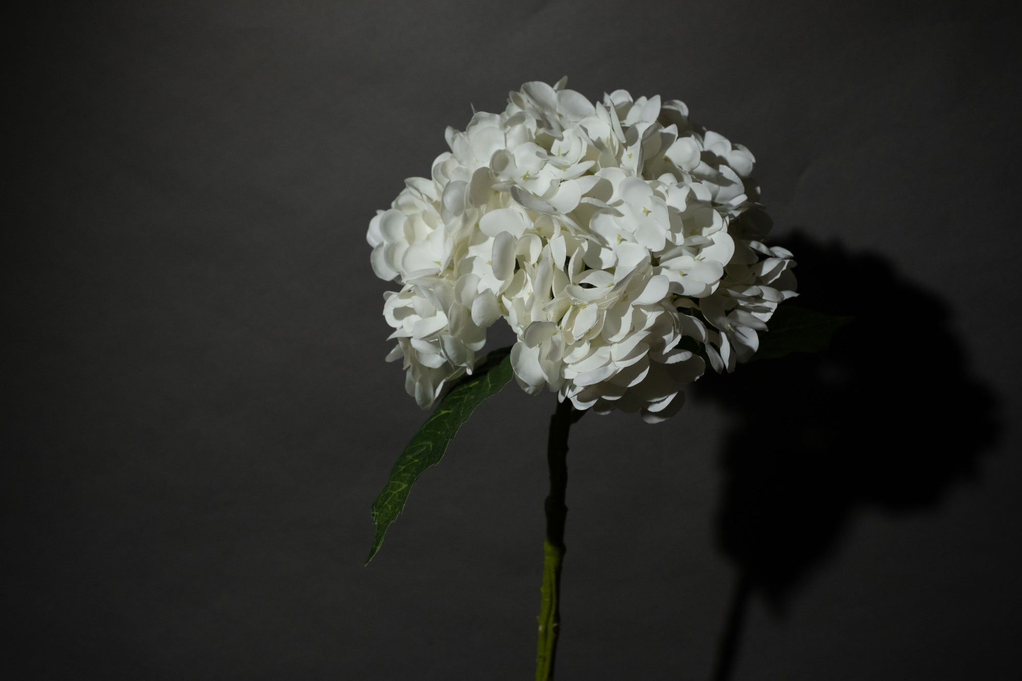 Weiße Hortensien Blume