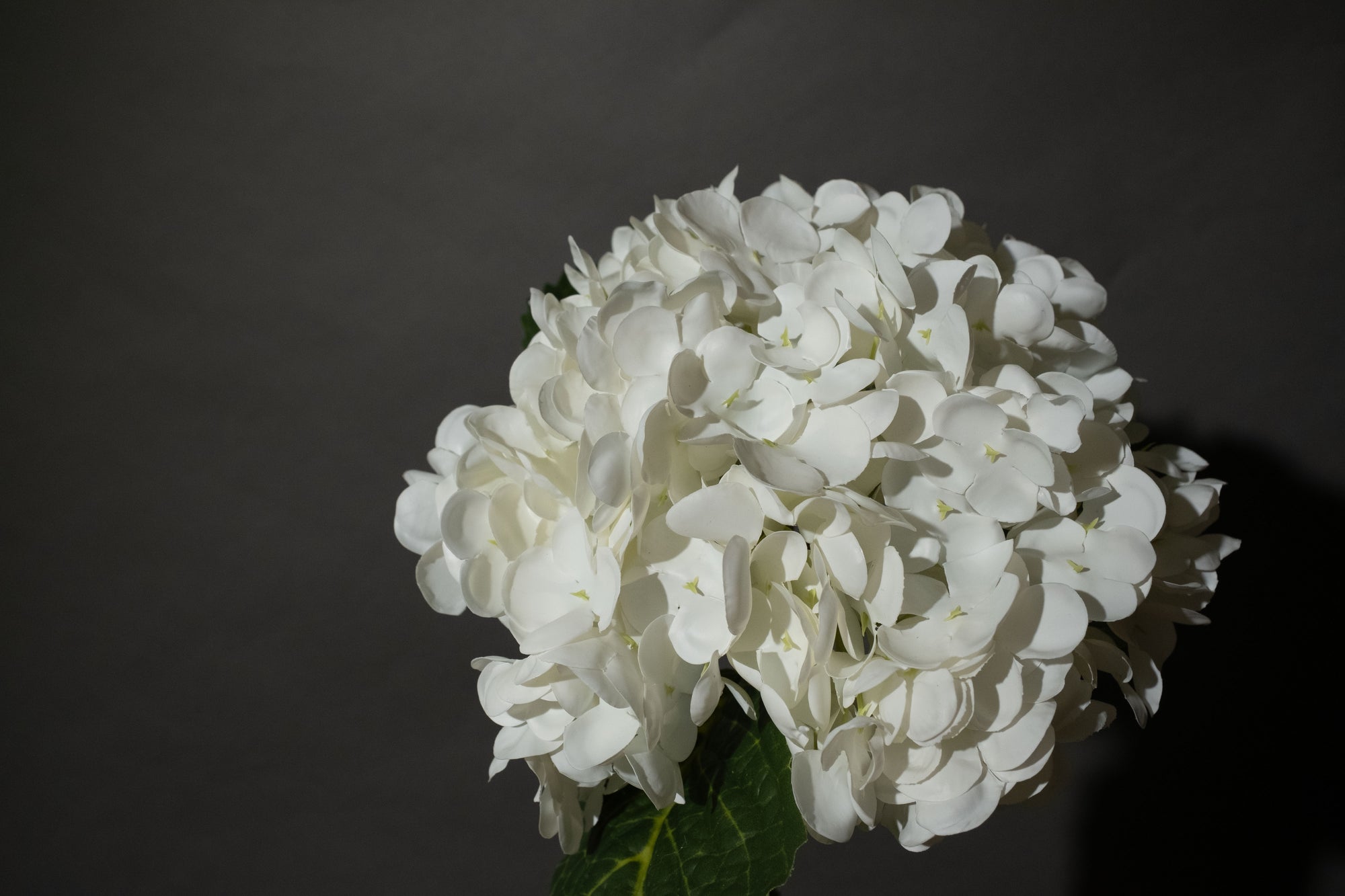 Weiße Hortensien Blume